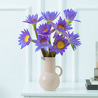 简值了 鲜花云南昆明基地直发真花材鲜切花真花材室内装饰紫色睡莲10枝
