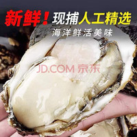意和旺【鲜活】乳山即食生蚝肉特大牡蛎海蛎子海鲜水产贝类生鲜 精选生蚝5斤（3-4两/只）