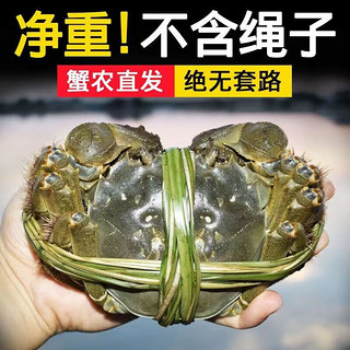 叙福楼 大闸蟹10只 礼盒装 特大蟹（单只5.1-6.0两）值友下单备注赠送2只同规格的直发10只