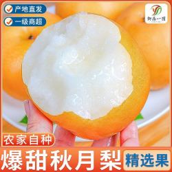 御品一园 真秋月梨山东新鲜脆甜薄皮中秋净重5斤单果350g