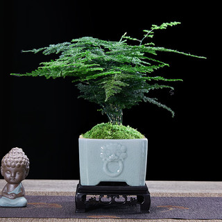 幼薇 文竹盆栽植物室内绿化四季迷你办公室绿植摆件桌面好养创意小盆景 文竹+紫砂圆盆+圆形底盘 带盆栽好