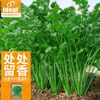 IDEAL理想农业 大叶香菜芫荽种子抗病四季播种大叶香菜种籽20g*1袋