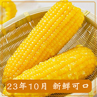 玉米新鲜黄糯玉米棒2023现摘苞米甜玉米粒真空包装非即食早点代餐