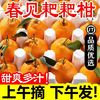 黄花地 精品特大果 四川春见耙耙柑 9斤装 80mm+ 爆汁爆甜