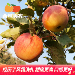 西域美农 大漠冰糖心实惠小果（单果70mm+）礼箱2.5kg包邮