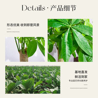 种花的大象发财树盆栽客厅落地室内大型绿植物四季常青