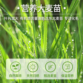 宠有为 CYW宠物猫咪猫草冻干棒鸡肉猫零食磨牙棒洁齿排吐毛球化毛棒 猫草棒8根