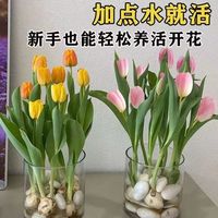 如一花开 水培郁金盆栽香耐寒耐热浓香型土培懒人绿植花卉大全