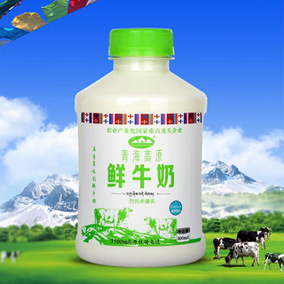 青海湖 青海高原鲜牛奶500ml*4瓶 鲜奶 低温奶 巴氏杀菌牛奶 100%生牛乳