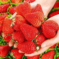 鲜安漫 草莓红颜99奶油大草莓  2斤单果15-20g+值友下单额外赠送一斤