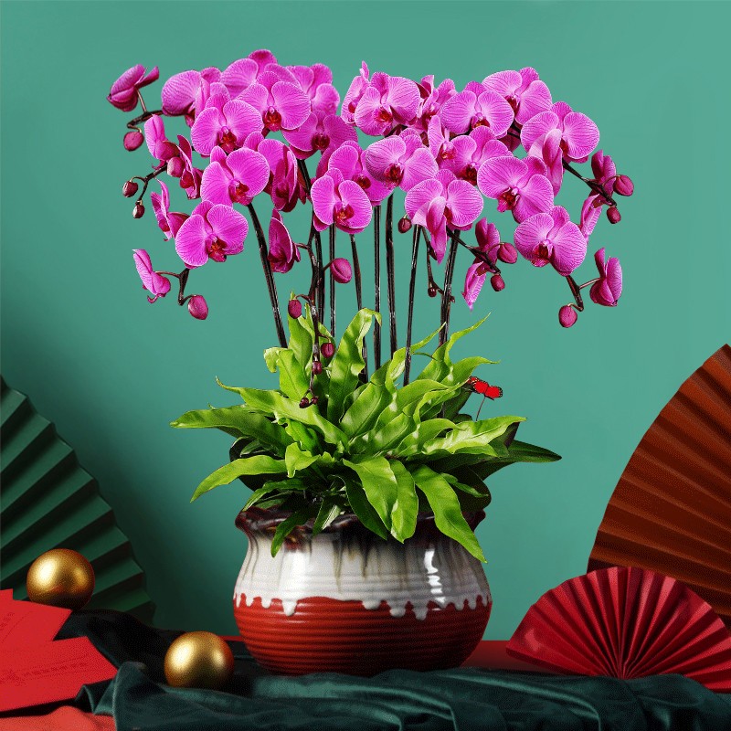 Only you【两小时达】紫色蝴蝶兰带花苞花剑花盆真花兰花盆栽开业 8株紫色蝴蝶兰（瓷盆）