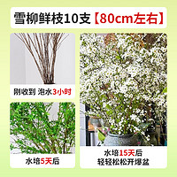 雪柳鲜枝插花 水培植物鲜花卉室内盆栽绿植水养 80厘米10支