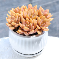 云南多肉植物盆栽精选布丁肉肉卧室厨房趣味美观可爱肉肉套餐