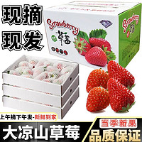 鲜知仕 四川大凉山红颜奶油草莓 5斤装单果13-20克