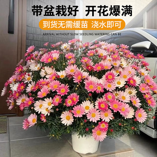 临雅玛格丽特花苗球菊盆栽鲜花绿植物室内花卉阳台庭院四季开花好养活