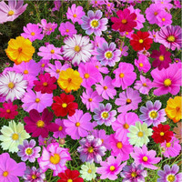 萌蕴 洋甘菊种子四季开花易活室内外阳台庭院盆栽白晶菊小雏菊花种籽子 波斯菊1000粒