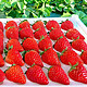 HYOJOO 大凉山 现摘 红颜99草莓 2.5斤装