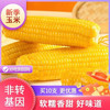 农投康良 东北黄糯玉米250克*10棒