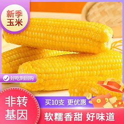 NONGTOUKANGLIANG 农投康良 东北黄糯玉米 250g*10棒