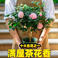 植美花卉  香妃山茶花盆栽  4年苗带花苞