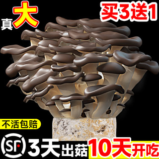 蘑菇种植包新鲜菌种菌菇黑平菇种植菌包食用菌菇棒家庭自种小盆栽