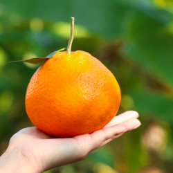 【省65元】其他品牌新鲜水果_正宗眉山春见耙耙柑 9斤特大果(80-85mm)