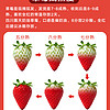 绿鲜集 四川大凉山露天奶油草莓净重2.3-2.5斤新鲜水果