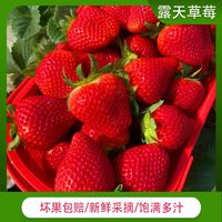 妃多多四川大凉山露天草莓冬季应季奶油新鲜水果整箱大果 四川大凉山红颜草莓 5斤装(单果13-20mm+)