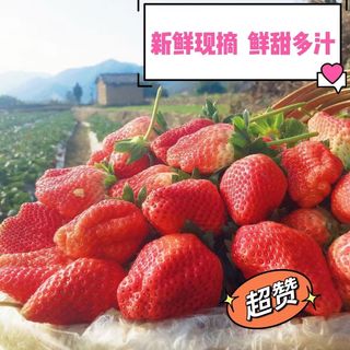 秒杀1000箱！红颜99草莓 净重2.5斤