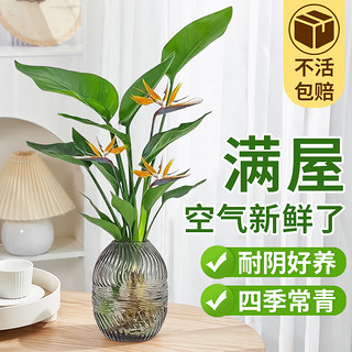 爱你一万年 盆栽花卉 单发植物-天堂鸟高30-40cm 1棵 不含盆