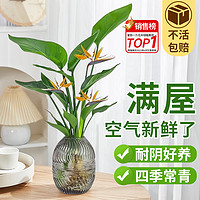 爱你一万年 盆栽花卉 单发植物-天堂鸟高30-40cm 1棵 不含盆