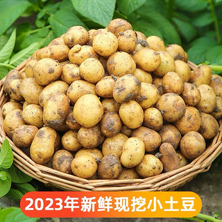 京地达 栗贝诺 小土豆新鲜3.5斤(约3两) 蔬菜正宗土家特产马铃薯源头直发