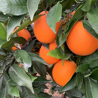 巫山恋橙 新鲜橙子当季水果纽荷尔橙含箱3斤尝鲜多汁薄肉重庆生鲜脐橙 含箱3斤尝鲜装单个120g+