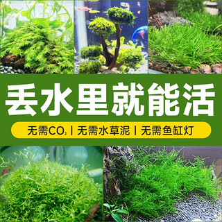 yee 意牌 莫斯水草树鱼缸造景水草植物鱼缸大三角莫斯珊瑚水草慕斯阴性真草