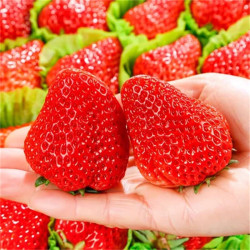 新品上市中丹东99红颜草莓3盒精装单果2535克