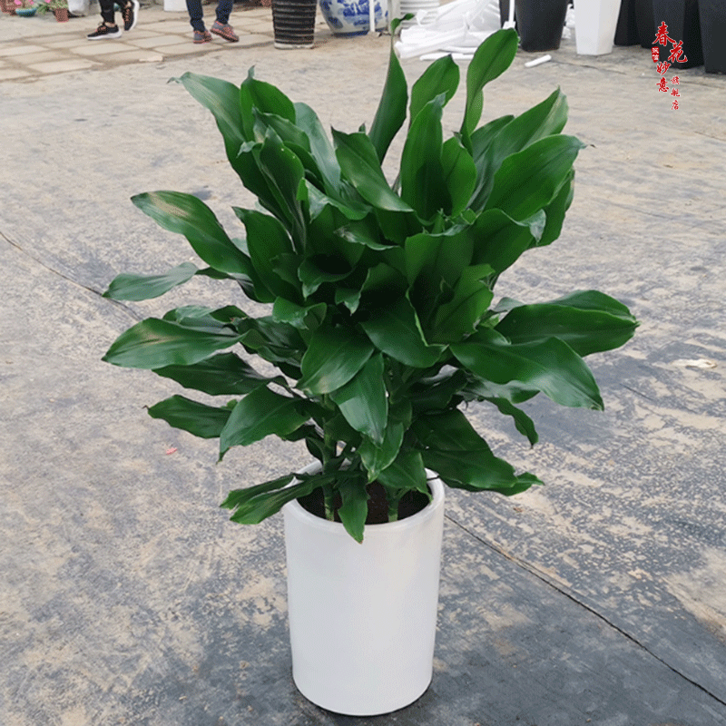 螺纹铁植物绿植盆栽客厅办公室室内阳台绿植盆栽 螺纹铁４棵40厘米高不含盆