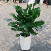 螺纹铁植物绿植盆栽客厅办公室室内阳台绿植盆栽 螺纹铁4棵40厘米高不含盆