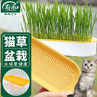 寿禾 猫草种子套装猫零食去毛球种植盒 猫草种子种植盒套装-果色橙