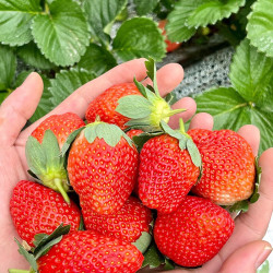 【省145元】智洲新鲜水果_智洲 大凉山露天99红颜草莓 5斤装 单果20g