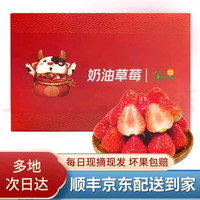 少羽现摘现发四川大凉山红颜99草莓新鲜水果非丹东红颜草莓 优品四川 红颜草莓 20粒/1盒 单果15G+