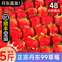 味必然 丹东99草莓九九红颜奶油牛奶新鲜水果礼盒味甜个大顺丰空运包邮