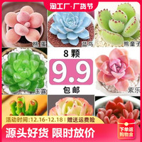 芊花之美 名贵多肉植物组合套餐绿植花卉盆栽玉露多肉好养易活室内大颗精品