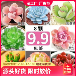 芊花之美 名贵多肉植物组合套餐绿植花卉盆栽玉露多肉好养易活室内大颗精品