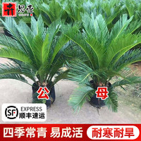 铁树盆栽小树苗开花公母一对客厅室内好养植物大门口大型盆景绿植
