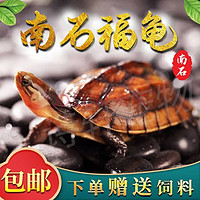 诗轩 纯种南石龟 黄金长寿福龟 金头龟 乌龟活物 越南石龟活体 观赏宠物龟 乌龟活体 8-10克（3-4 厘） 一只 （可爱一只）