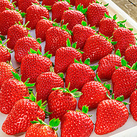 茵纯 红颜99草莓 5斤装 单果15-20+
