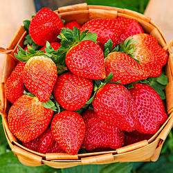 乌仙子 高山露天种植99红颜草莓    净重4.5-5斤（16-25g）快递送货上门