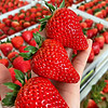 鲜又来现摘新鲜丹东99牛奶草莓新鲜水果时令当季水果红颜奶油甜草莓礼盒 大果盒装 6盒（每盒15颗）