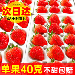 草莓5斤新鲜水果当季整箱奶油草莓红颜黑金礼盒甜99草莓