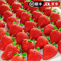 给寒冷的冬天带来火红的甜美：田良季 红颜99 奶油草莓 3斤装 特大果（单果20-25g）